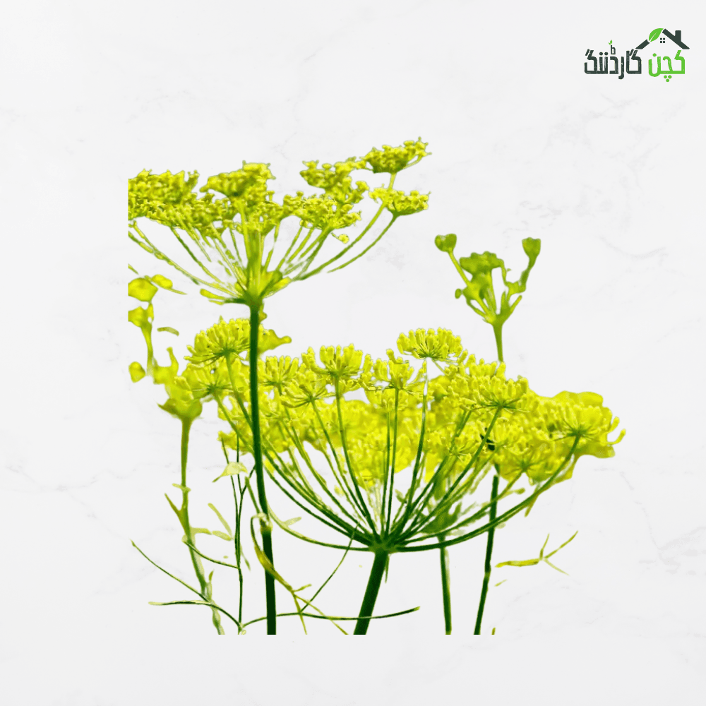 Fennel (Saunf) Herb Seeds