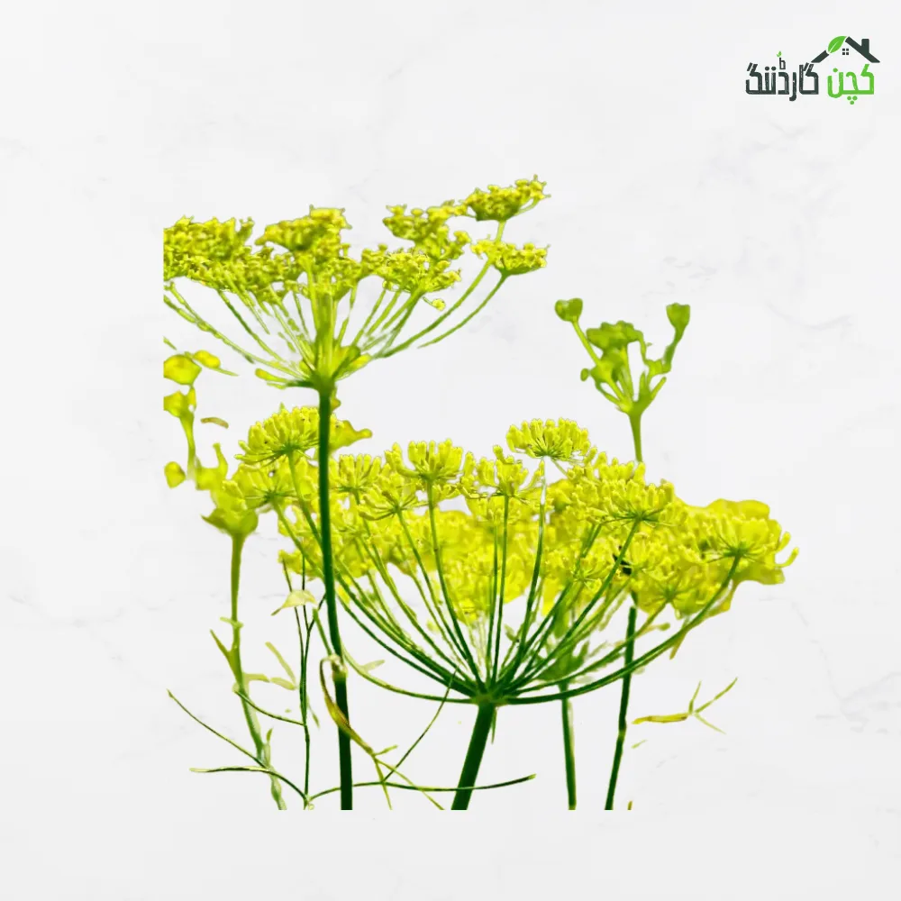 Fennel (Saunf) Herb Seeds