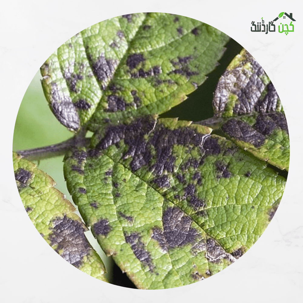 Ready to use Spray for Fungicide 100ml – Buy Effective Fungicide Spray Online | Protect Your Garden | kitchengardening.pk (100ml)