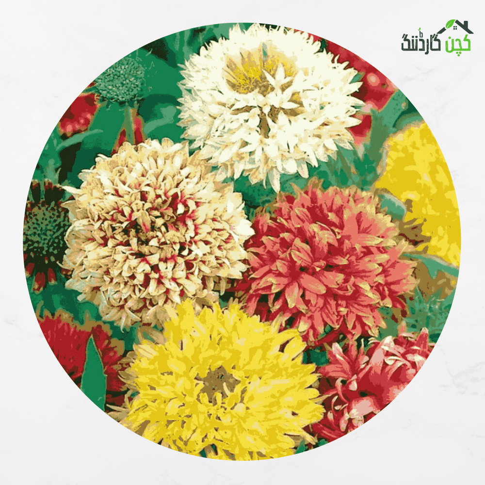 Gaillardia Kings Double Mix Seeds
