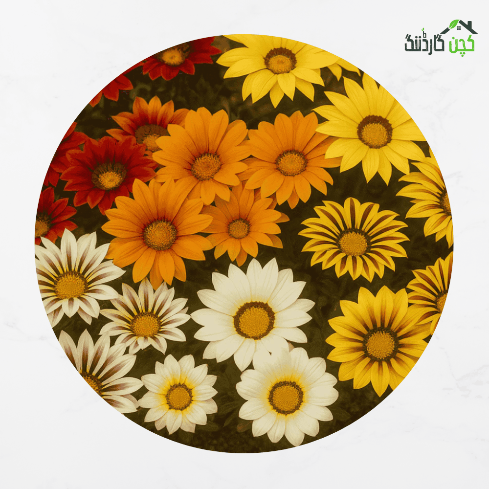 Gazania ‘Big Kiss’ F1 Hybrid Flower Seeds