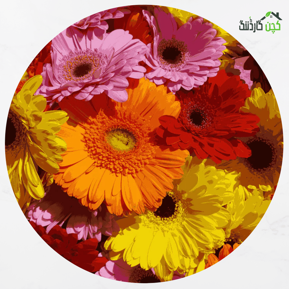 Gerbera Double Mix F1 Hybrid Flower Seeds in Pakistan – Buy Stunning Blooms Online | Gifts & Decorations | kitchengardening.pk (25 Seeds / 50 Seeds / 100 Seeds)