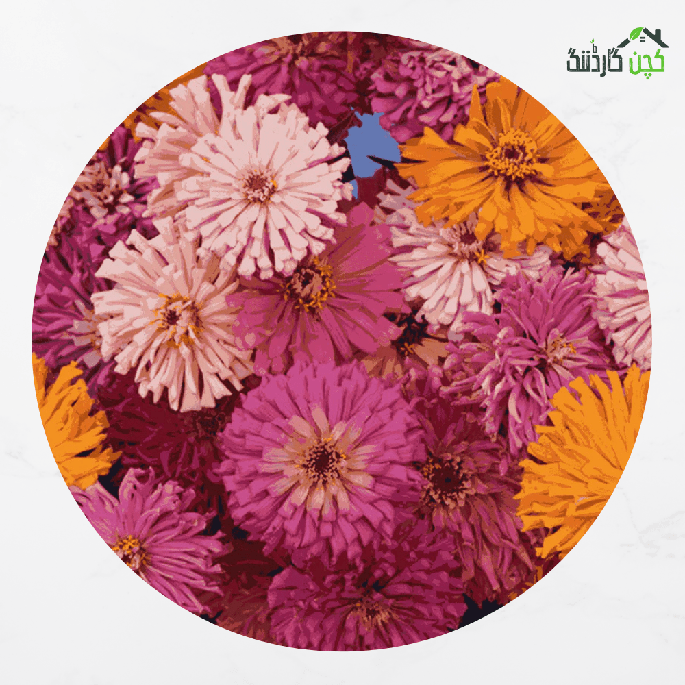 Giant Zinnia Super cactus Mix Flower Seeds