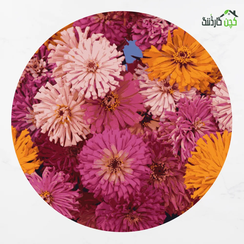 Giant Zinnia Super cactus Mix Flower Seeds
