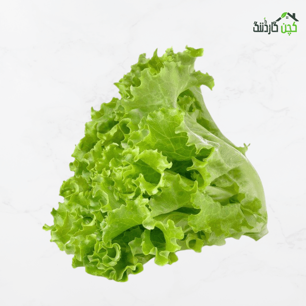 Green Lettuce