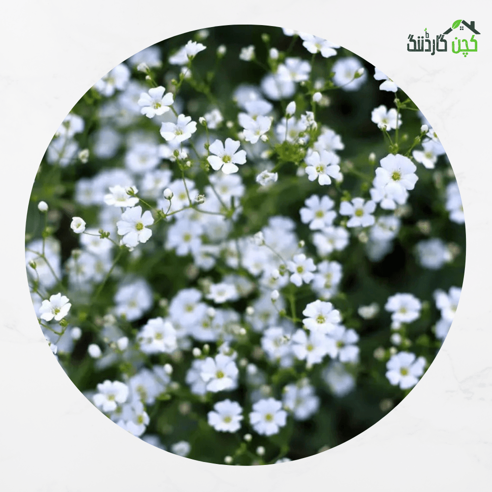 Gypsophila Babys Breath Seeds in Pakistan – Buy Beautiful Flower Seeds Online | Perfect for Bouquets | kitchengardening.pk (Pack Sizes: 25/50/100 Seeds)