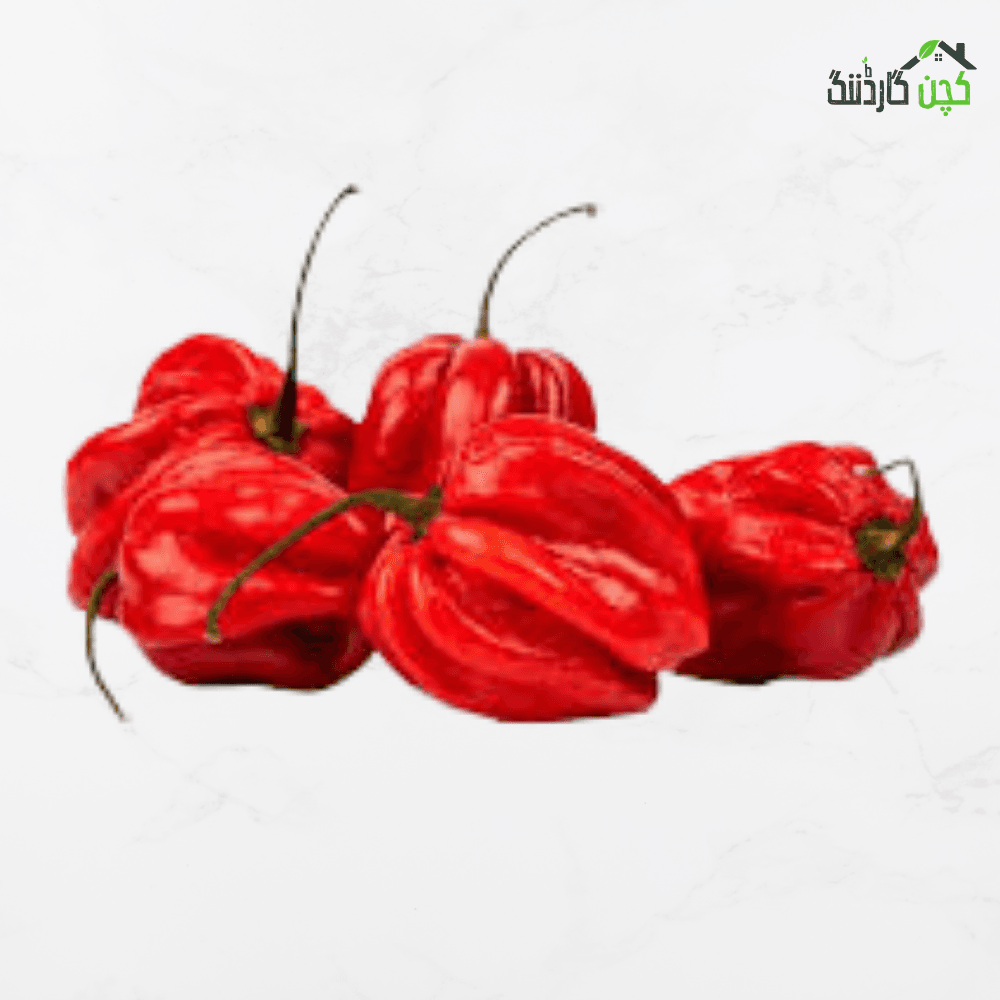 Habanero Red Hot Chili Pepper Seeds in Pakistan – Buy Fiery Hot Chili Pepper Seeds Online | Perfect for Your Kitchen Garden | kitchengardening.pk (25 Seeds / 50 Seeds / 100 Seeds)