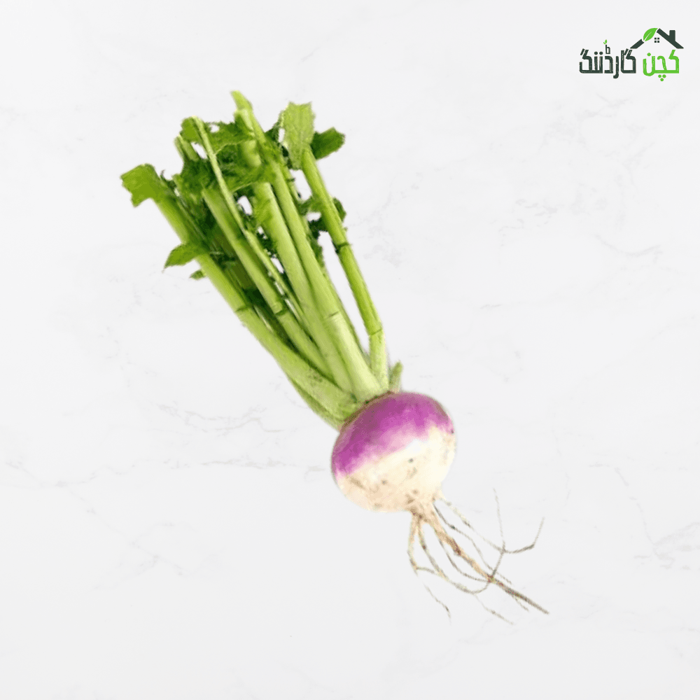 turnip seed