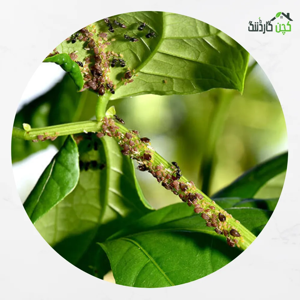 Ready to use Spray for Insecticides 100ml