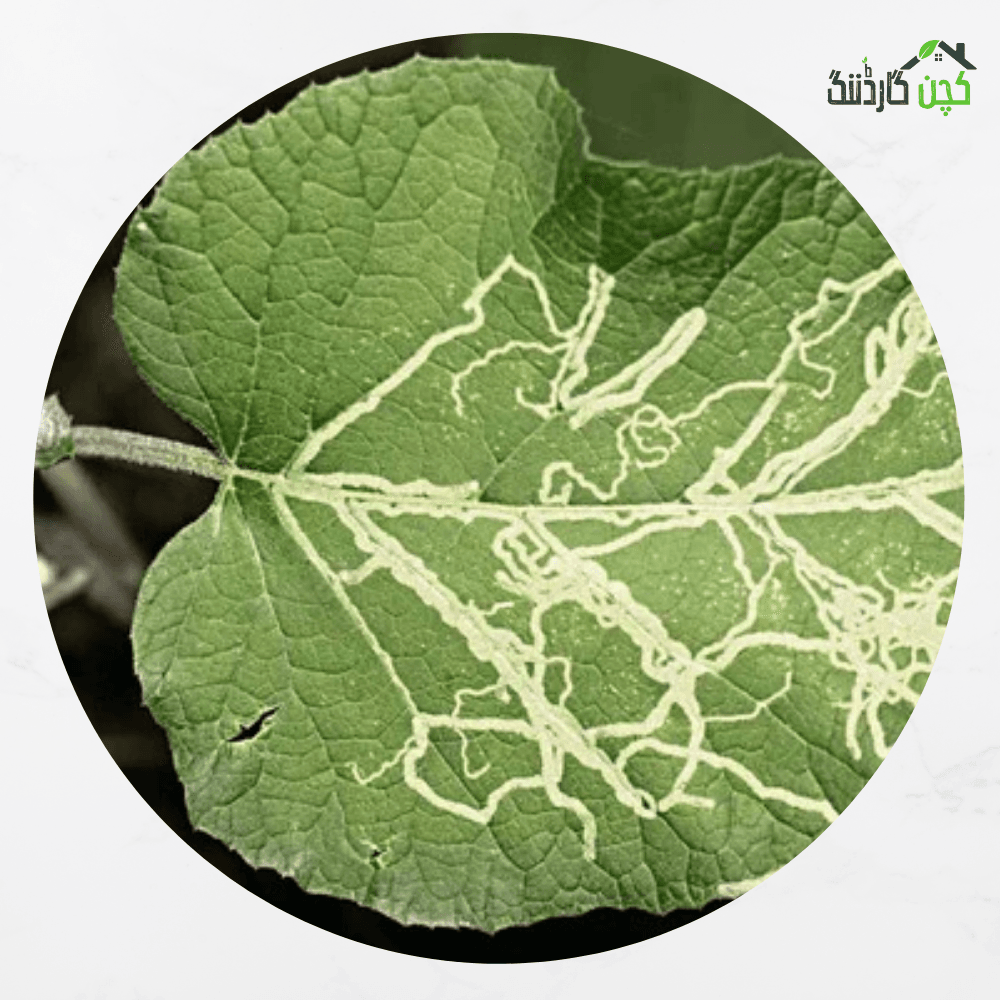 Ready to use Spray for Leaf Miner 100ml