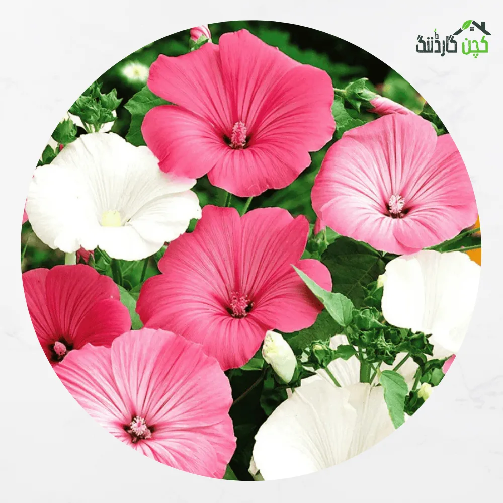 Lavatera Flower Seeds