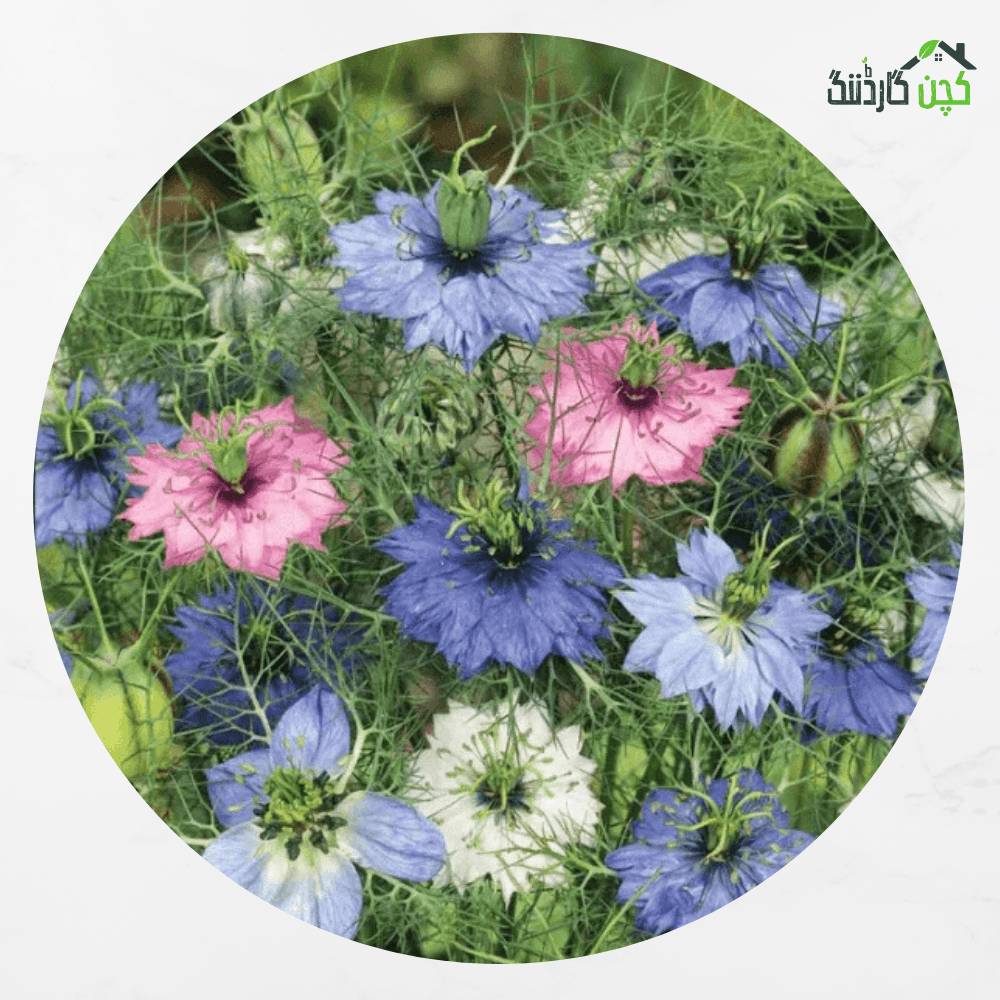 Love in a Mist Flower Seeds in Pakistan – Buy Beautiful Blooms Online | kitchengardening.pk (25/50/100 Seeds)