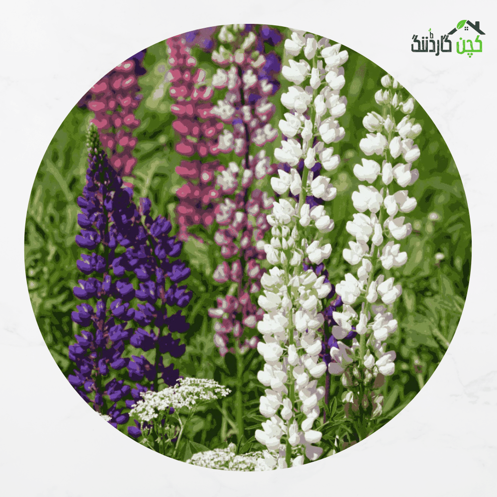 Lupine Mix Seeds