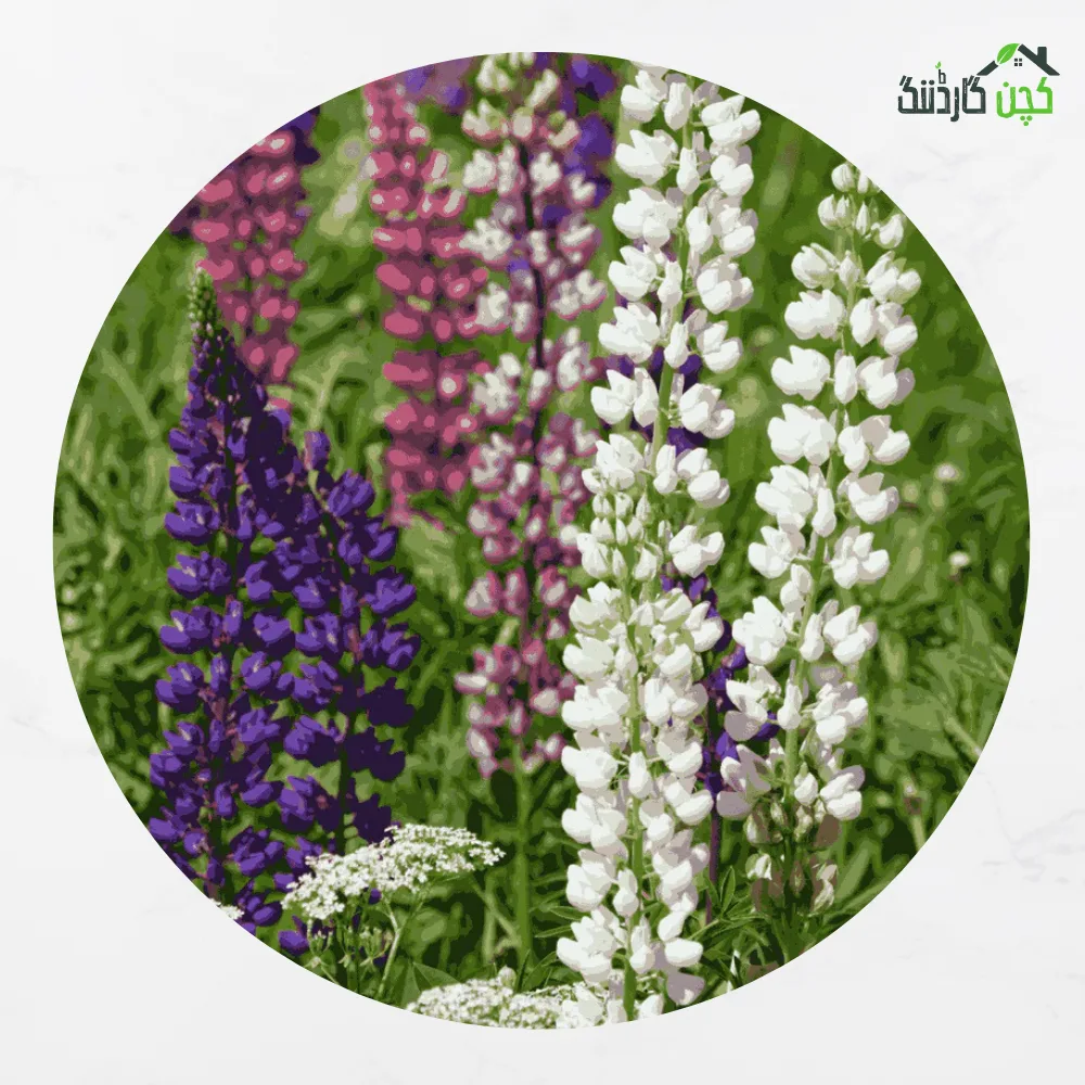 Lupine Mix Seeds