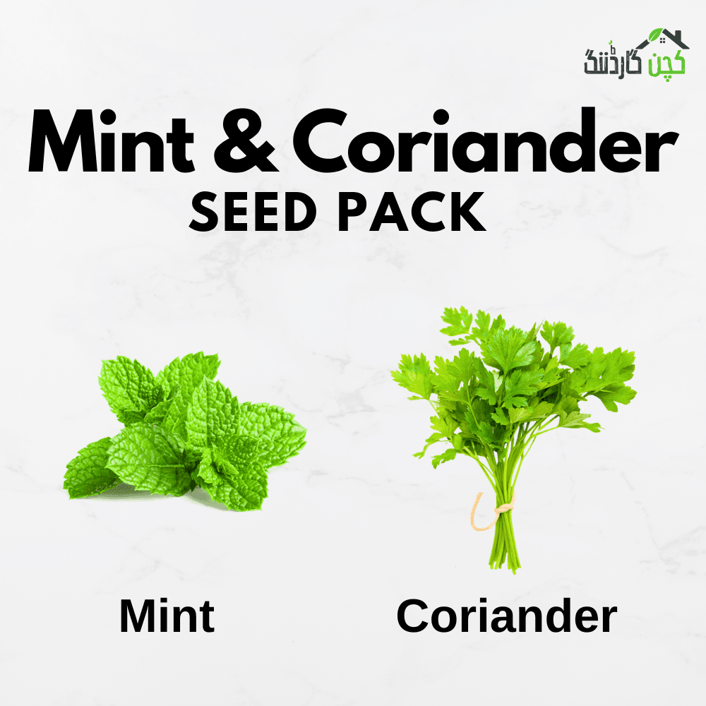 Mint and Coriander Seed Pack in Pakistan – Buy Fresh Culinary Herbs Online | kitchengardening.pk (25 Seeds)