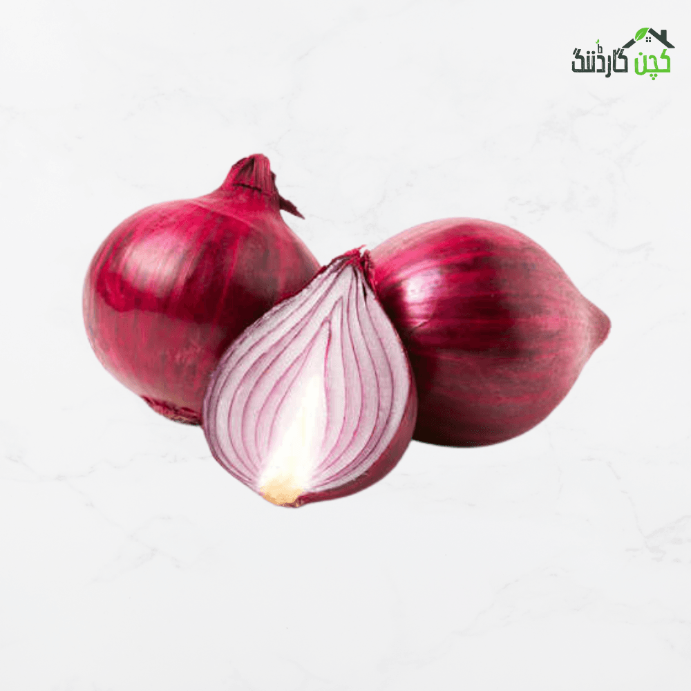 Onion Seed