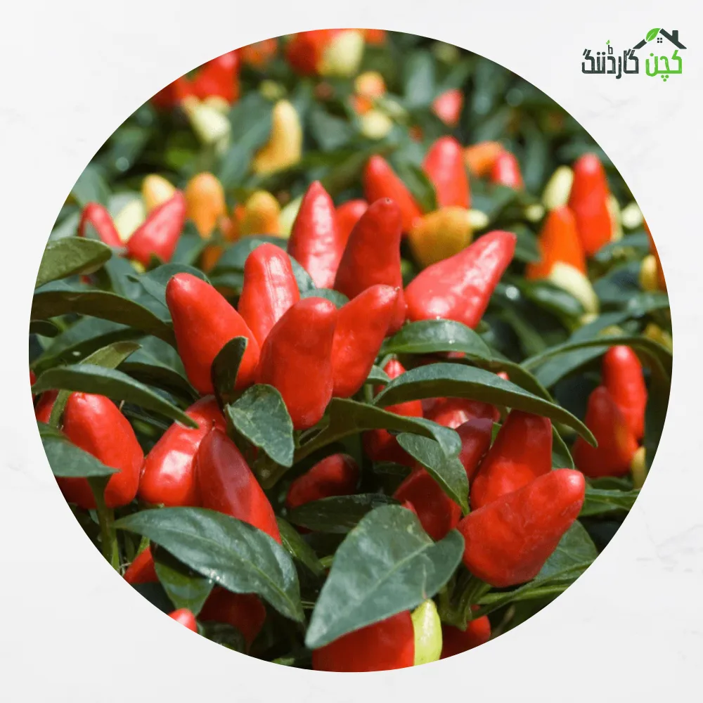 Ornamental Pepper Seeds