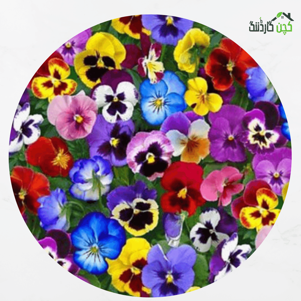 Pansy Mix