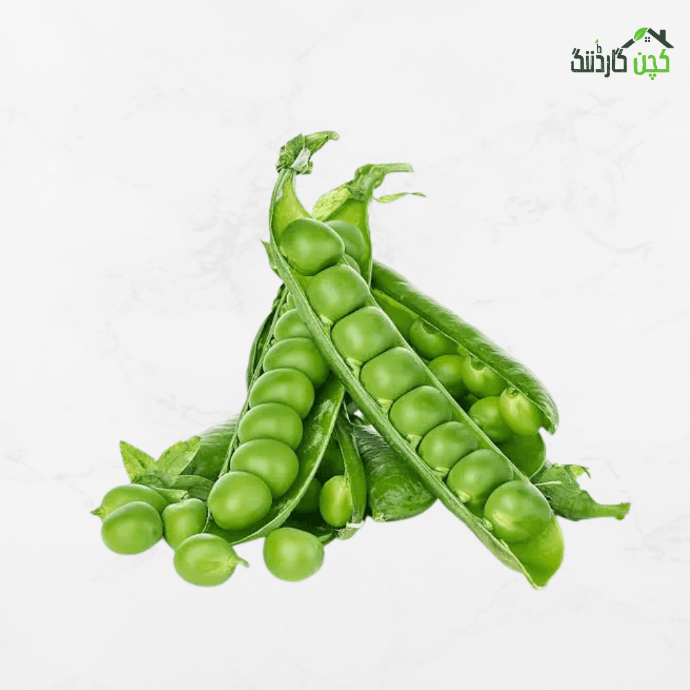 Green Peas (Matar) Seeds