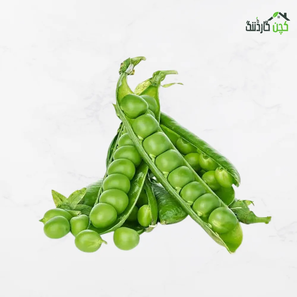 Green Peas (Matar) Seeds