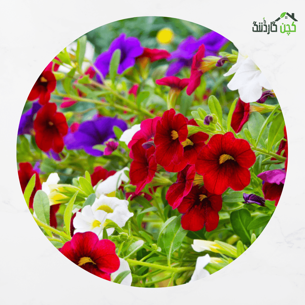 Petunia Balcony Hanging Mix Hybrid Flower Seeds