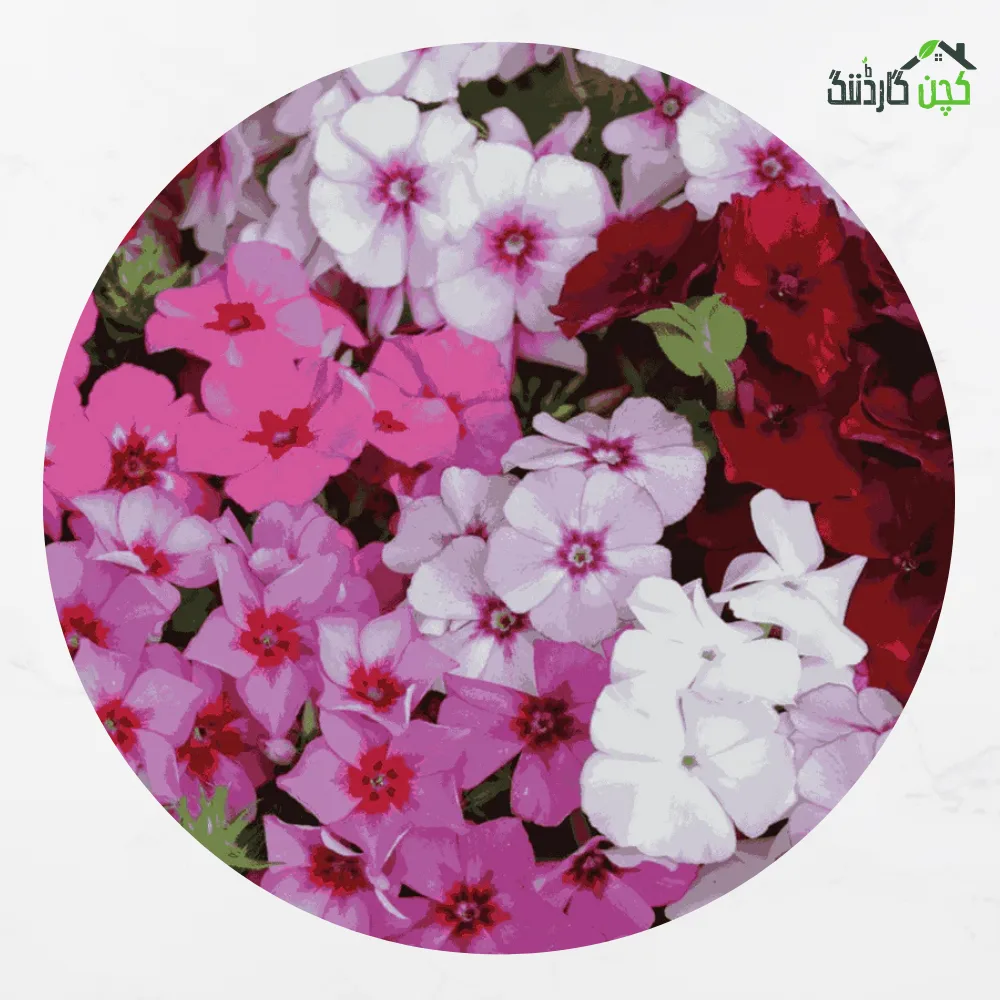 Phlox Drummondii Flower Seeds
