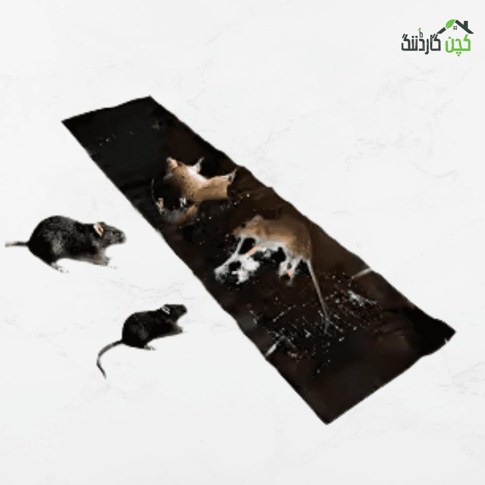 Mouse Glue Trap in Pakistan