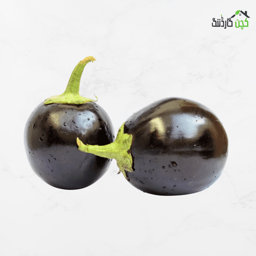 Round Brinjal