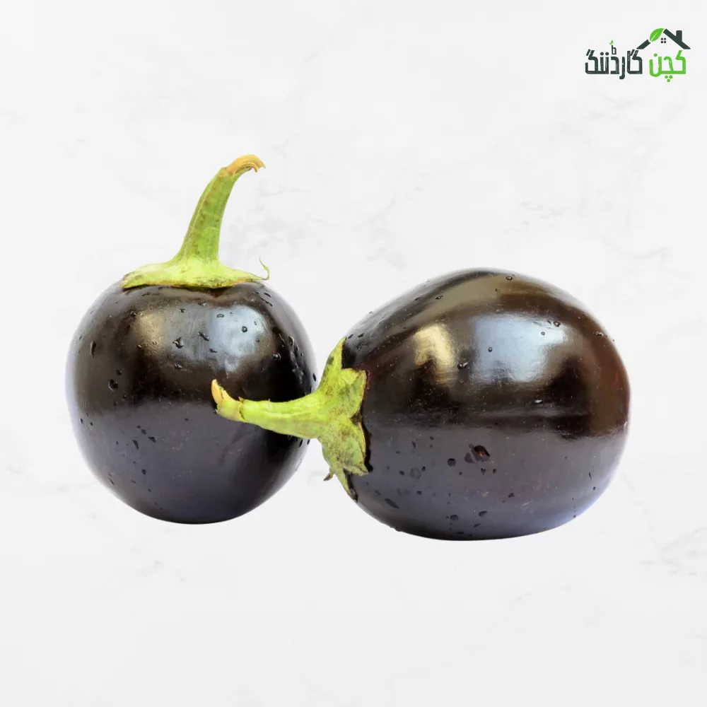 Round Brinjal