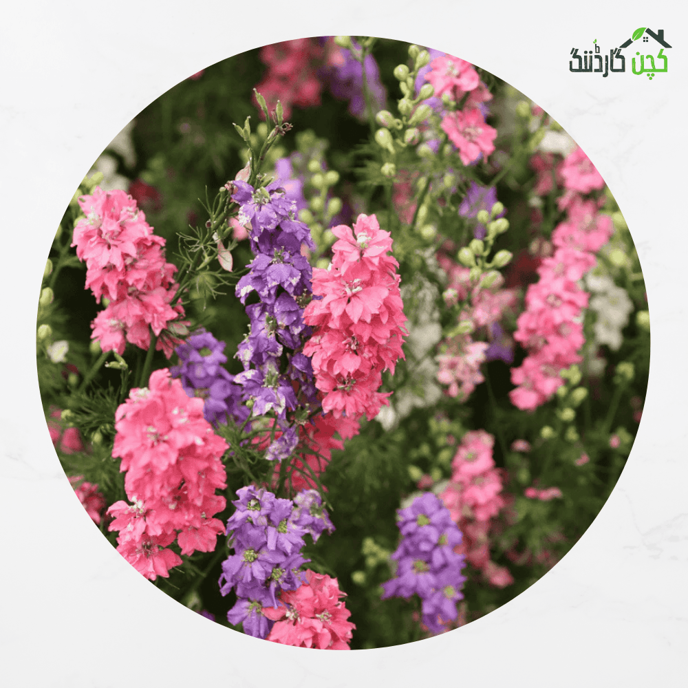 Snapdragon Double F1 Hybrid Mix Seeds