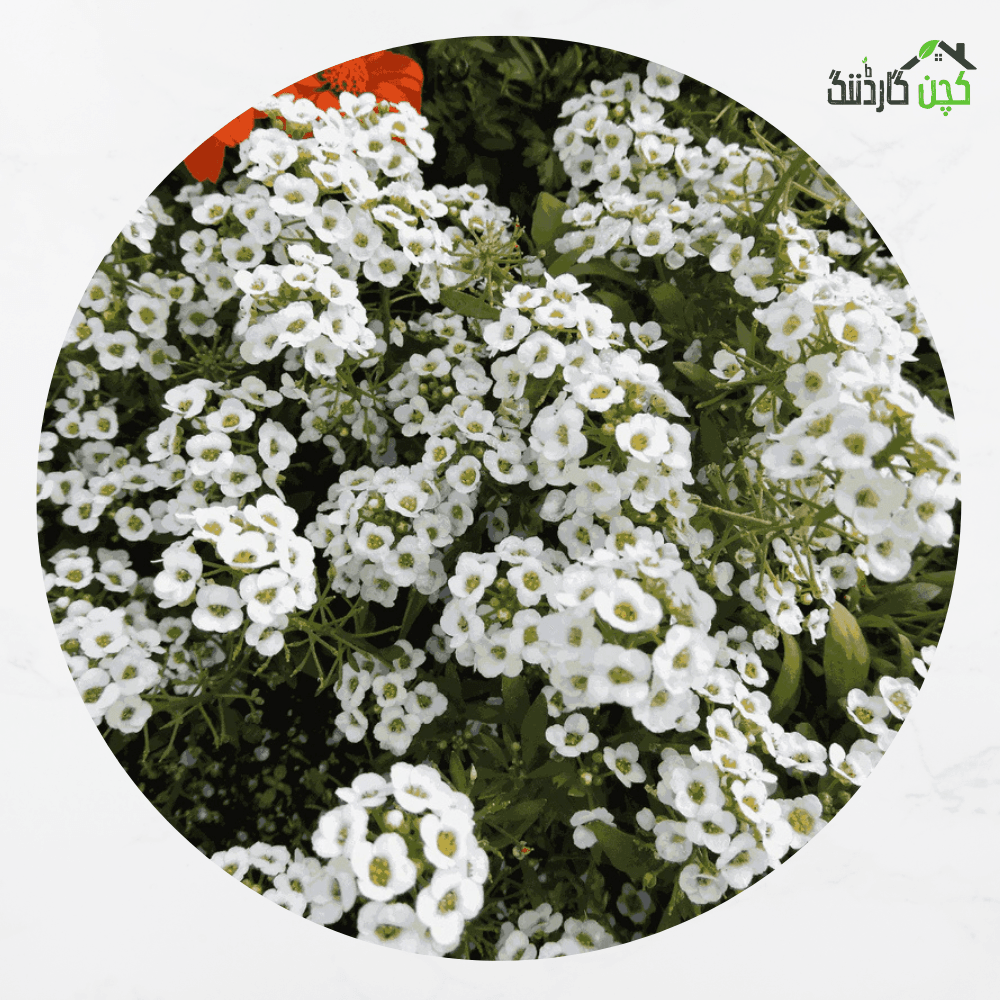 Sweet Alyssum Bonnet Series Flower Seeds