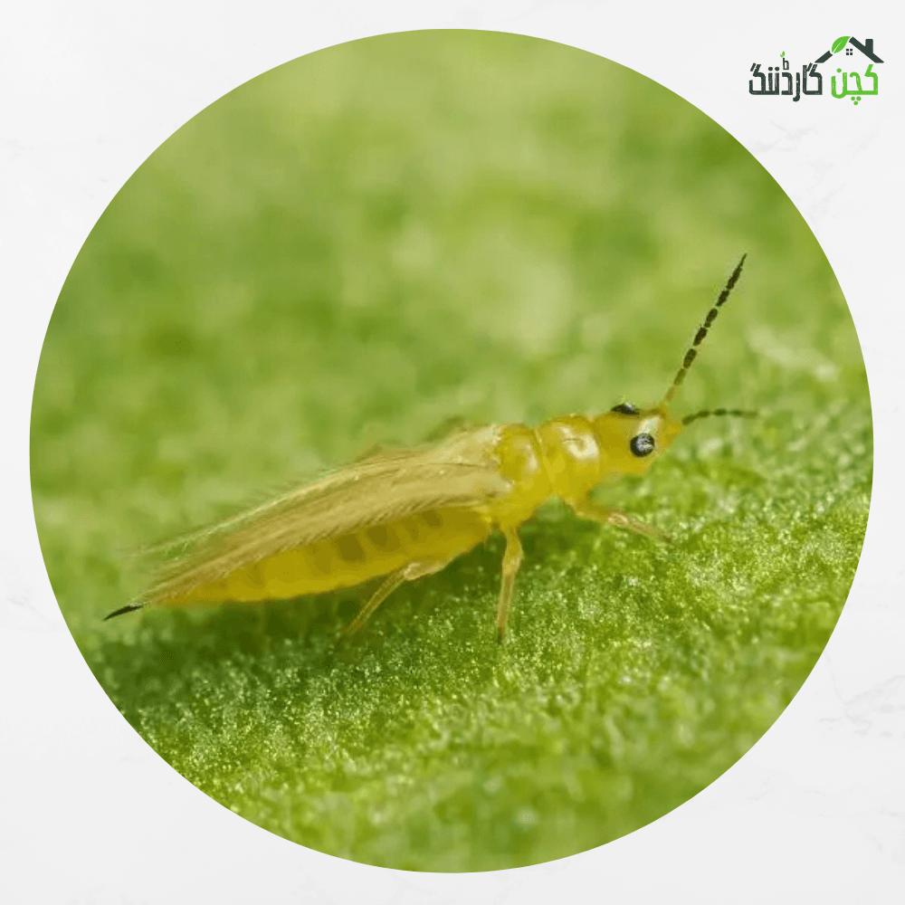 Ready to use Spray for Thrips 100ml – Buy Effective Thrips Control Spray Online | Protect Your Garden | kitchengardening.pk (100ml)
