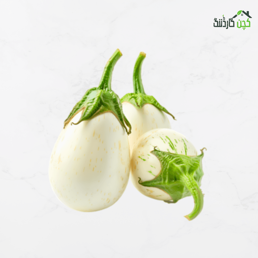 White Round Brinjal