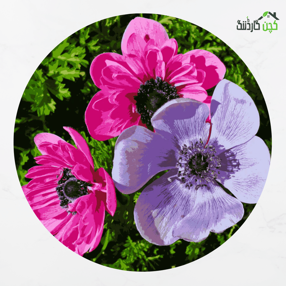 Windflower Anemone Mix Flower F1 Hybrid Seeds