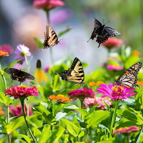 Butterfly Garden Flower