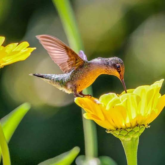 Birds Natural Attractant Flower Seeds Mix in Pakistan – Buy Vibrant Flower Seeds Online | Attract Birds | kitchengardening.pk (25/50/100 Seeds)