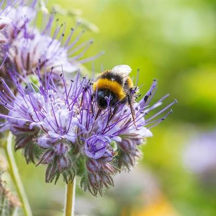 Honey Bee Natural Attractant Flower Seeds in Pakistan – Buy Pollinator-Friendly Seeds Online | kitchengardening.pk (Pack Sizes Available)