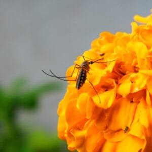 Mosquito Natural Repellent Flower Seeds Mix in Pakistan – Buy Natural Insect Deterrent Flower Seeds Online | kitchengardening.pk (25 Seeds / 50 Seeds / 100 Seeds)