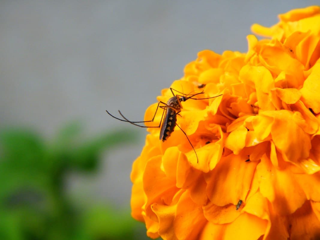 Mosquito Natural Repellent Flower